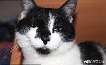 猫狗咬伤急救常识视频,东莞猫狗咬伤观察法