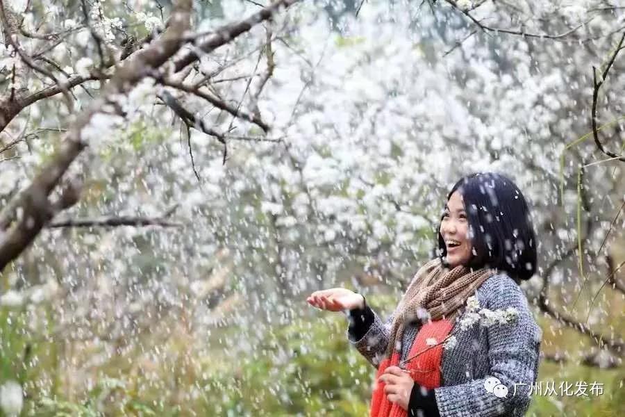 到广州•来从化：花城看花，花在从化——从化五朵金花邀您过大年
