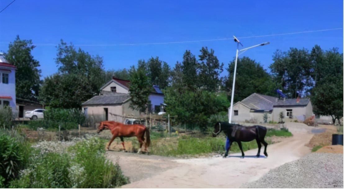 南京一匹“汗血宝马”外逃！价值已超百万，为何身价这么贵？