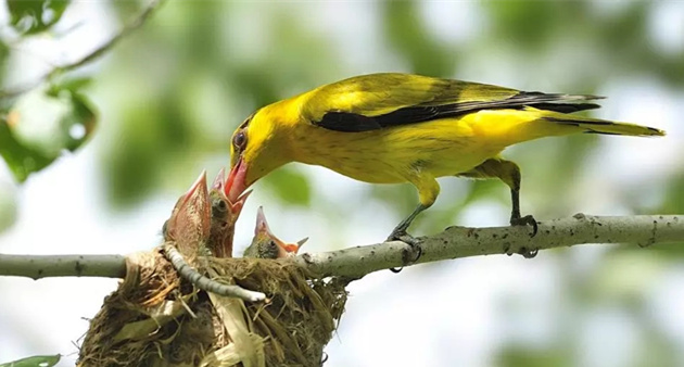 母爱是一缕春风拂过我们的心田,母爱如花盛开