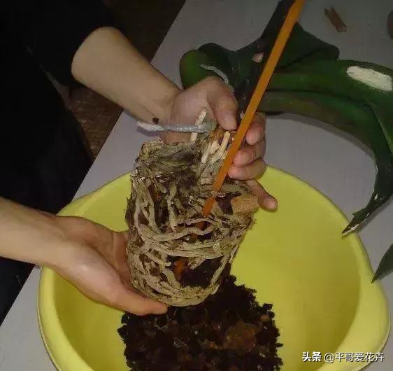 蝴蝶兰最好的烂根补救方法,蝴蝶兰全部烂根最佳补救方法