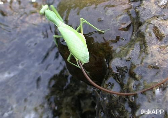 螳螂肚子里为什么都是虫子,螳螂的肚子破了流出来黄色的东西