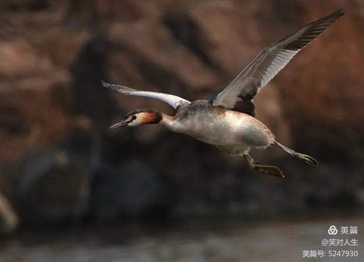 凤头鸊鷉粤语,斑头雁飞得最高的鸟