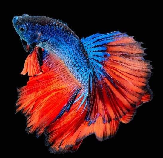 泰国斗鱼在泰国的饲养环境,泰国斗鱼养殖需要什么条件