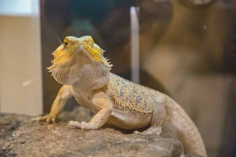 深圳有什么乐园小朋友玩,深圳比较好玩儿的游乐场