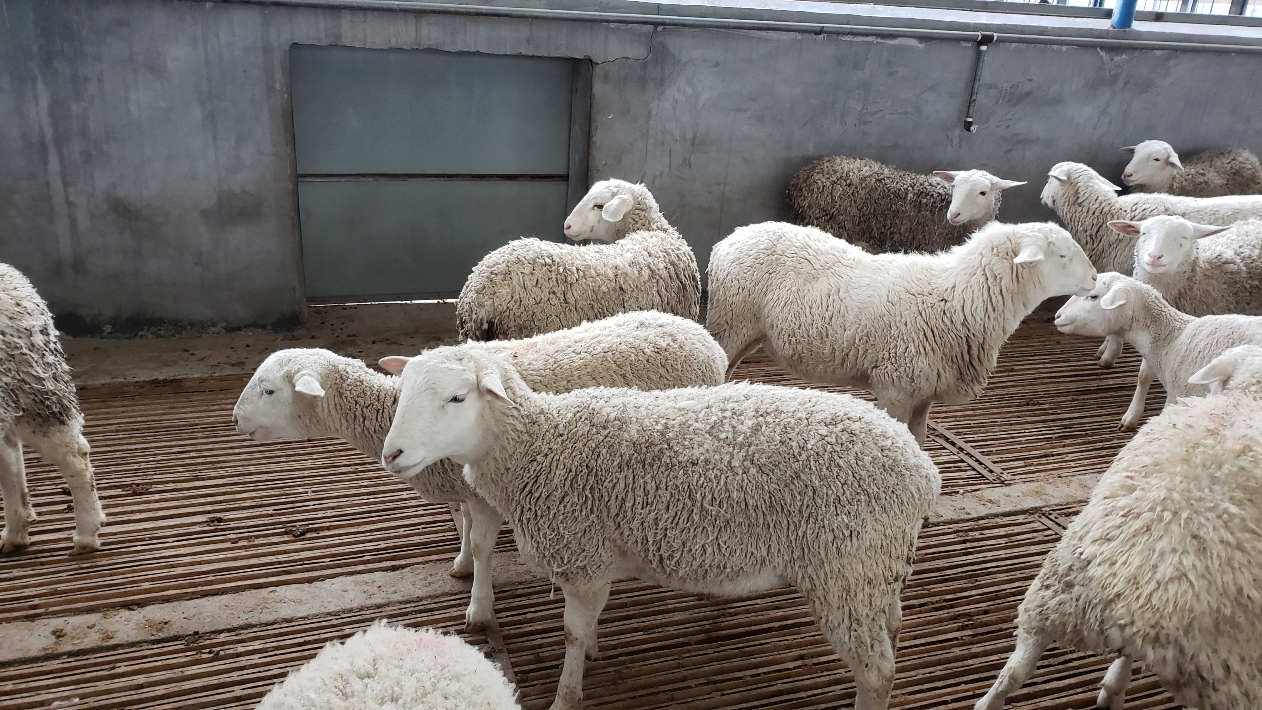 杜泊羊一个能卖多少钱,2016年杜泊羊市场价格