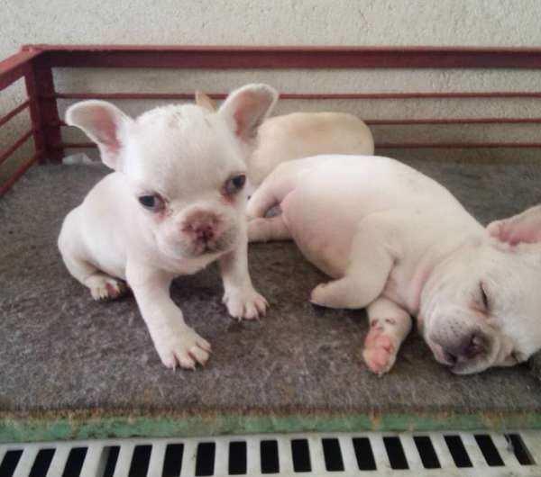 法牛好养吗,想养听话的法牛犬