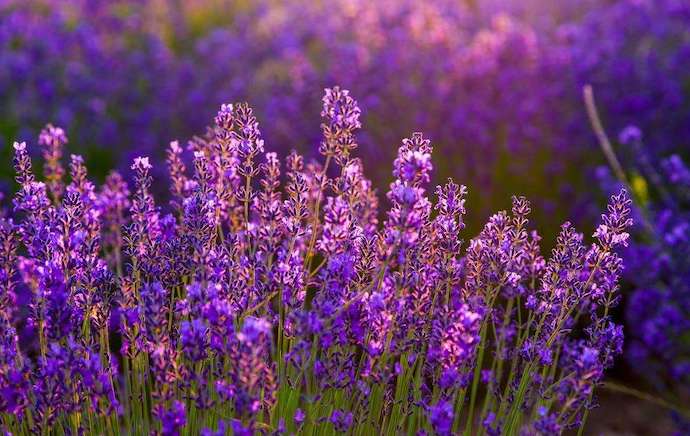 八种身兼多职的鲜花，既是鲜花又是香料！