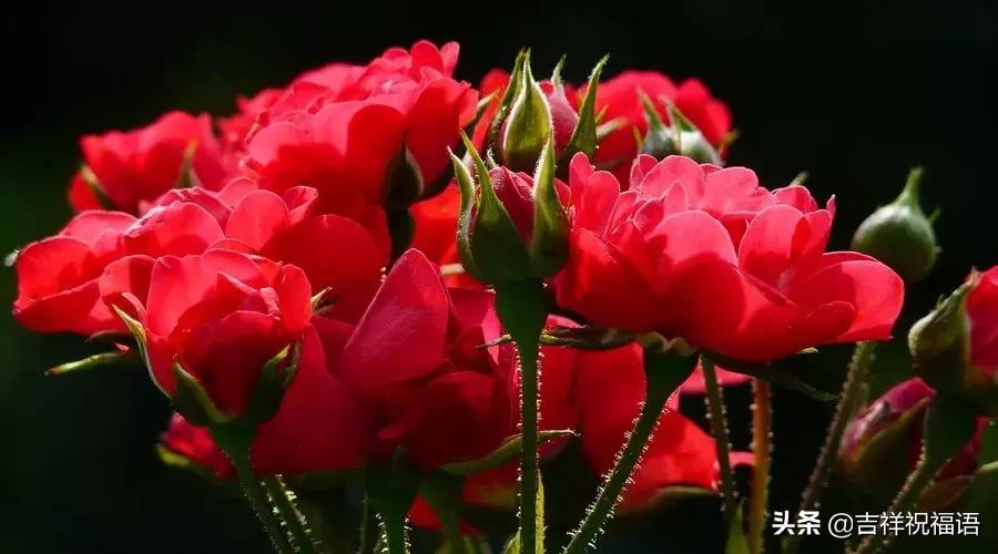 余生做个温暖的人好文,一岁一礼一寸欢喜繁体字文案