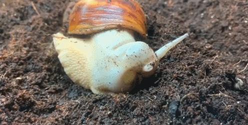 蜗牛是从哪个部位下蛋的,蜗牛竟然是蛋孵出来的你们知道吗