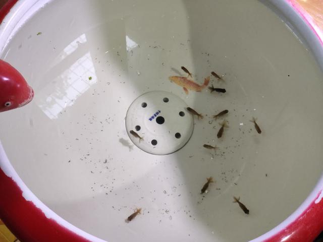 为什么卖的观赏鱼会死鱼,买的观赏鱼到了就死了怎么维权