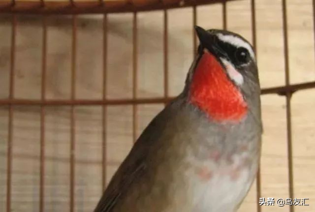(鸟友汇)养靛颏鸟常见的处理方法