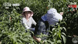 柳演锡申贤彬为什么叫wintergarden,罗英锡曺圭贤