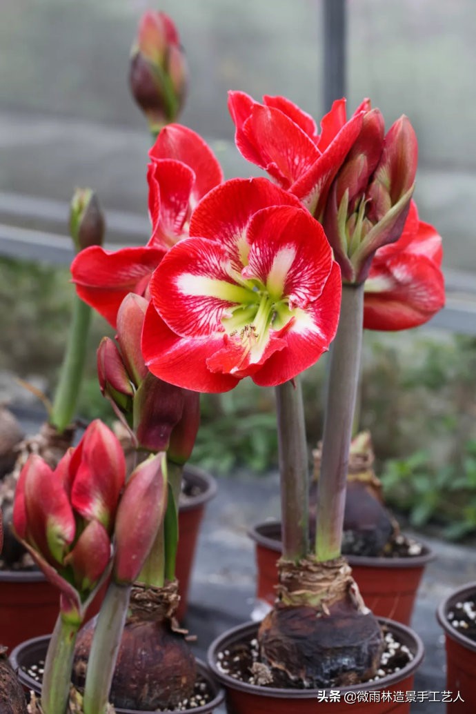 教你让朱顶红爆盆技巧