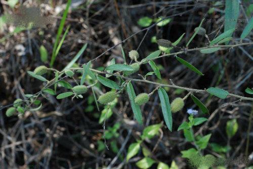 【食药科普大讲堂】不看不知道！岭南宝藏中药材图鉴（三）