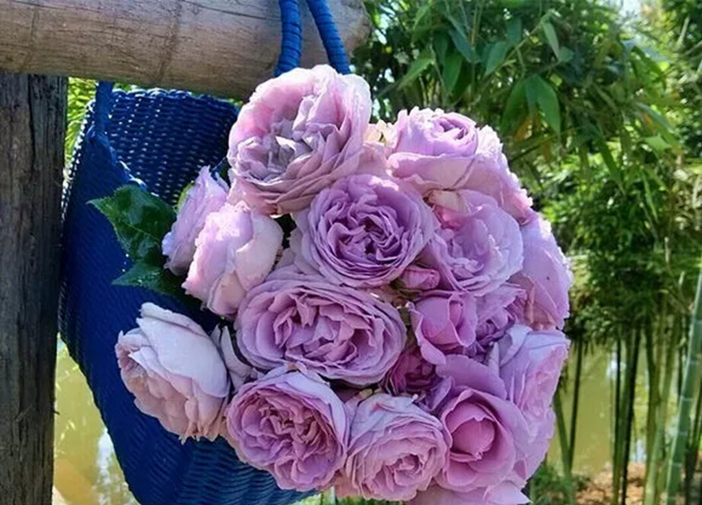 100种月季品种大全集,适合地栽的蓝紫色月季有哪些