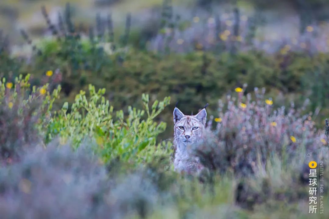伟大的喜马拉雅山歌曲,喜马拉雅山脉全景图片及山名