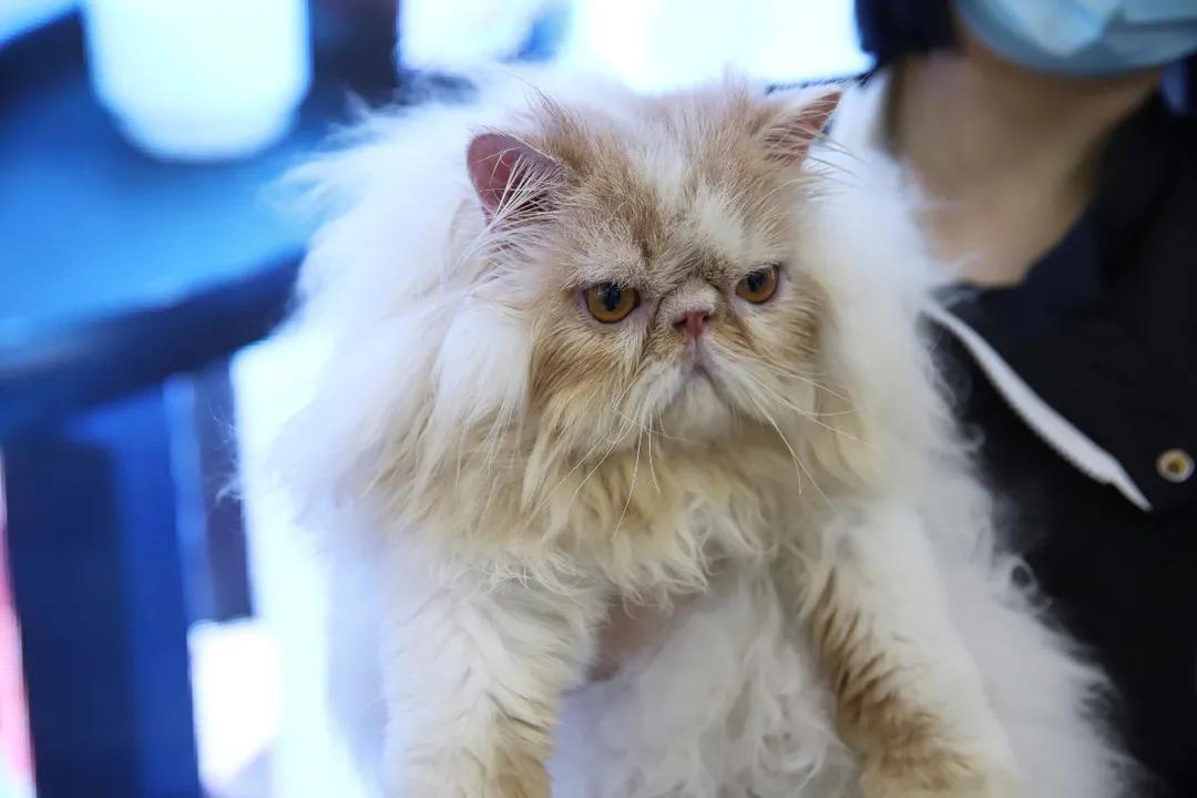 猫舍长毛猫洗护日常分享,无毛猫的清洁与护理全攻略