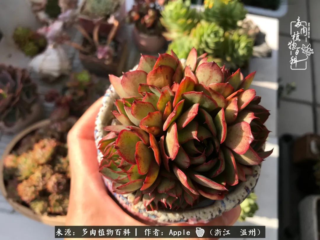 多肉成长记观察记录怎么写,多肉成长记录观察展板