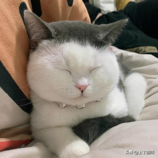 这是一篇有点痒的文章:我们一起来扒扒你家猫和跳蚤的故事