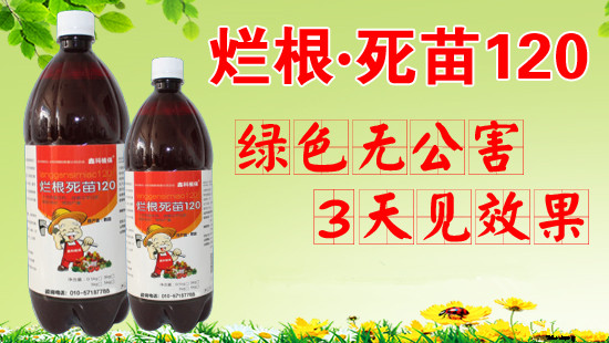 甜瓜烂秧最好治疗方法,甜瓜有烂瓜用什么药