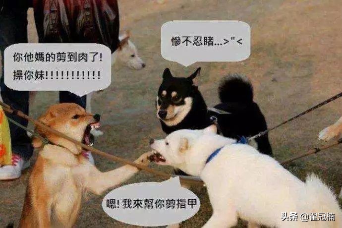 铲屎官必读：狗狗害怕剪趾甲，怎么办？