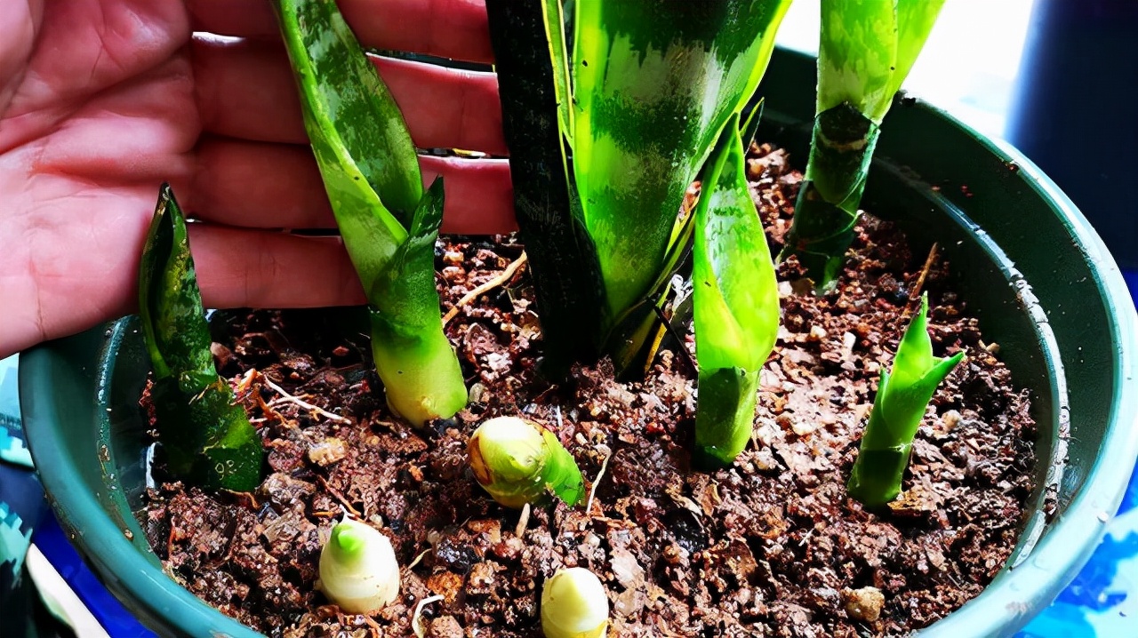 虎皮兰怕冻吗冬天怎么过冬,虎皮兰冬天为啥会死