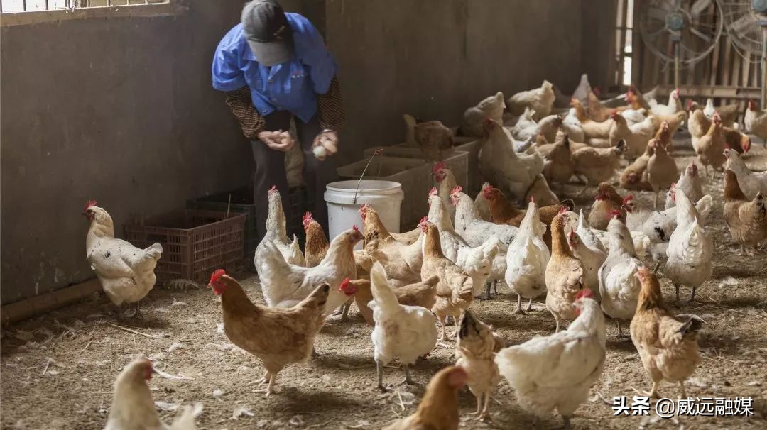 “黄鼠狼盯上过年鸡”，仅24小时，俩“*贼毛**”就被威远公安抓住了