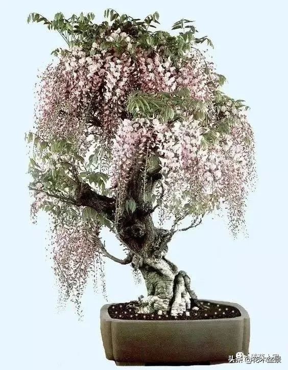 从盆景小白到终身爱好,初学者养盆景少走坑