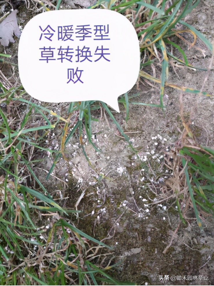果岭草草坪介绍,果岭草的由来