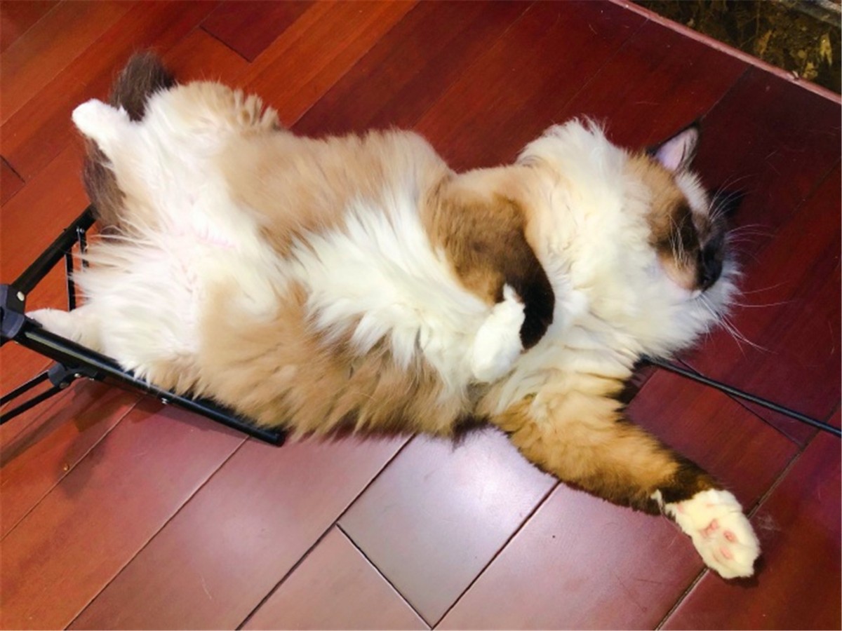 猫咪深度睡眠姿势,猫咪怎样睡觉才说明放松警惕