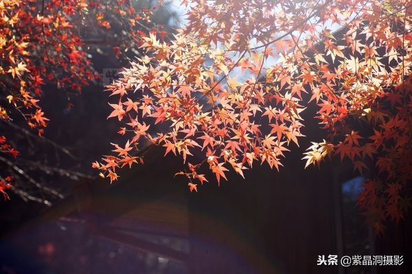 700年历史的日本小寺，为了看秋叶要买两次票，一次比一次贵