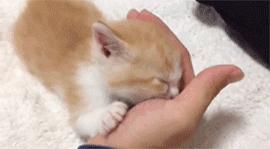 刚出生的小奶猫有多可爱,小奶猫幼崽可爱到犯规