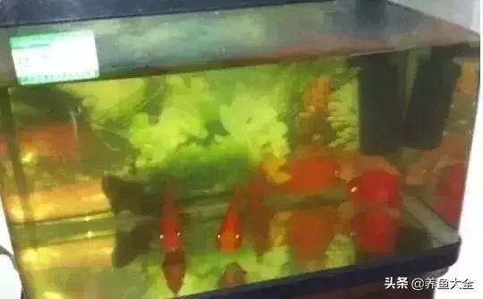 鱼缸痢特灵水黄怎么办,鱼缸水黄怎么解决视频