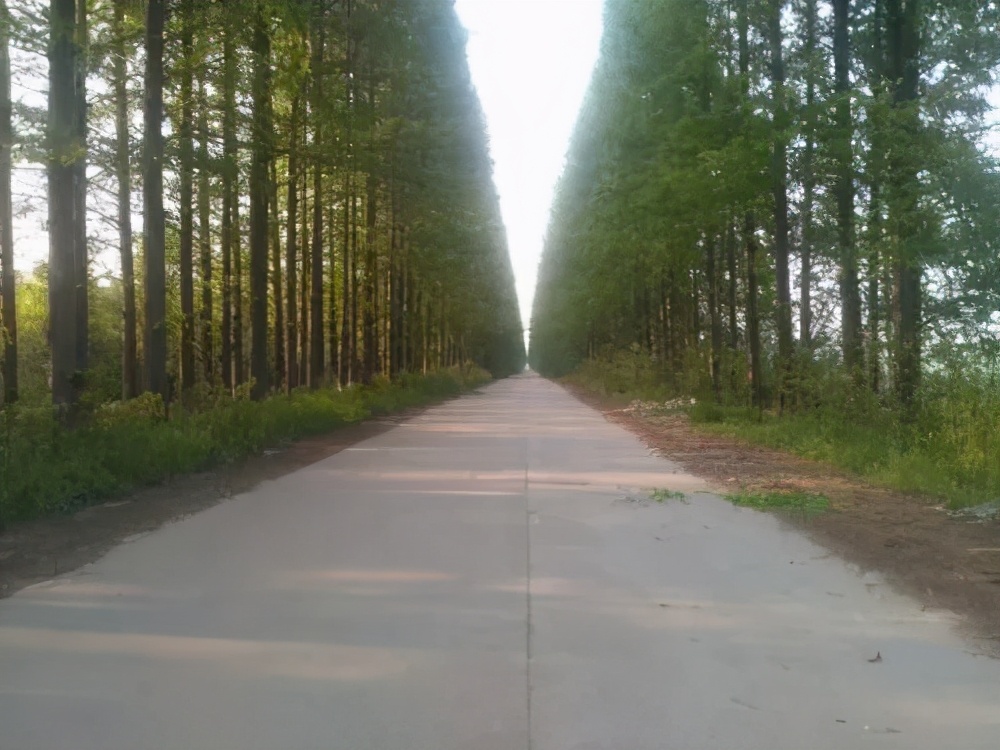 五月绿洲,六月的绿洲