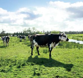 婴儿进口奶粉排行十大品牌,原装进口奶粉排行榜10强有哪些