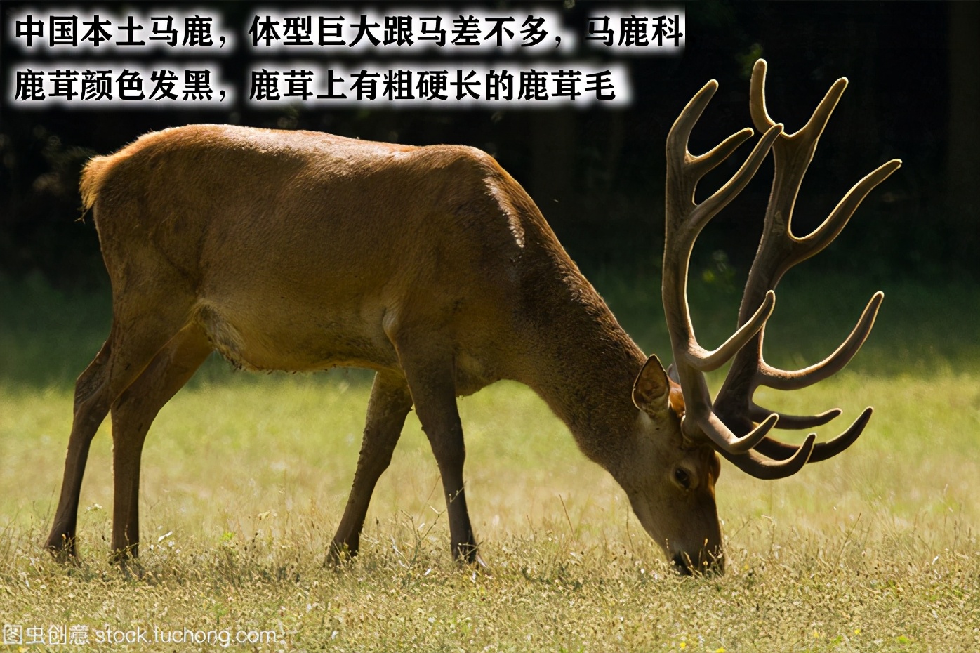 鹿茸片你买对了吗?学习一下再下手吧