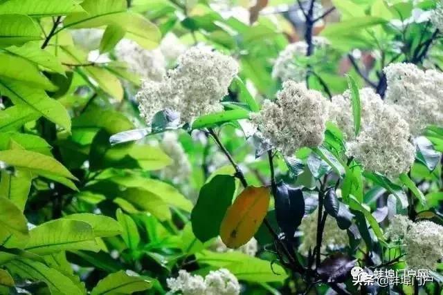 蚌埠各小区这种散发着精液味道的花你知道名字嘛