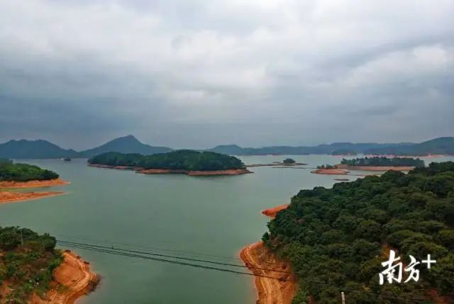 荔枝大王陈小敏直播卖货数据,荔枝大王陈小敏现在怎么样了