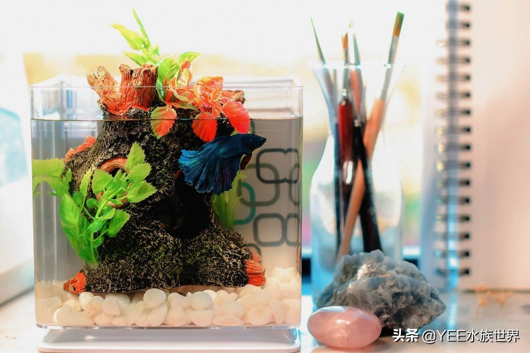 新鱼开口喂什么,新鱼喂活食开口