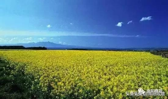 南阳春天踏青,南阳有哪些适合春游的地方