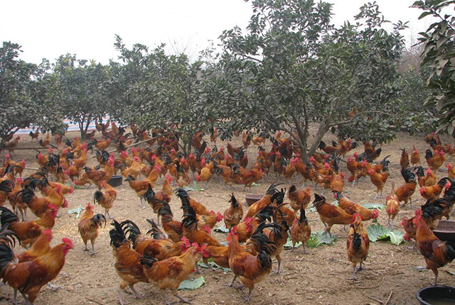 2万只土鸡一年利润多少,土鸡是怎样卖到1-2百块钱的