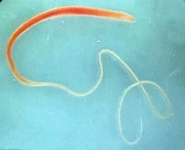 人犬共患病有哪些,人犬共患的传染病