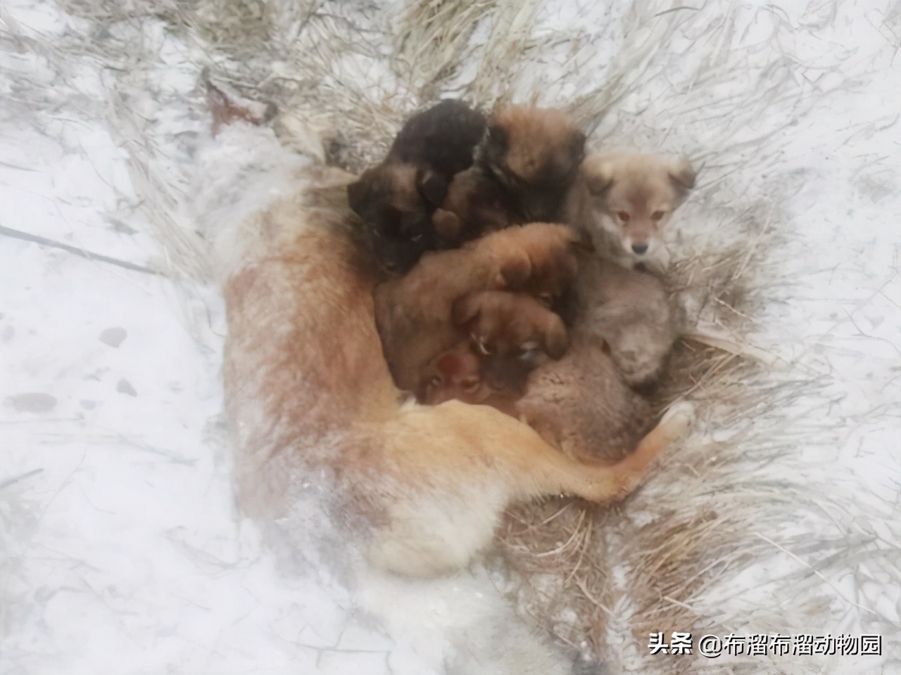 这就是母爱的样子,母狗舍命保护小狗