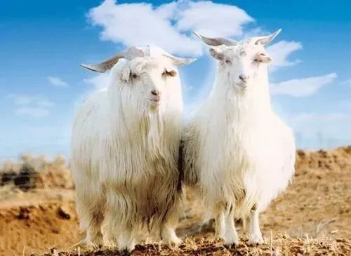 营口市特色农业项目,特色农产品名单大全