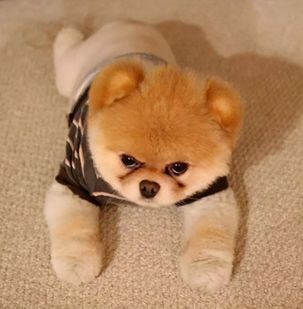 狗狗不够凶悍怎么训,狗狗不亲近人怎么训练