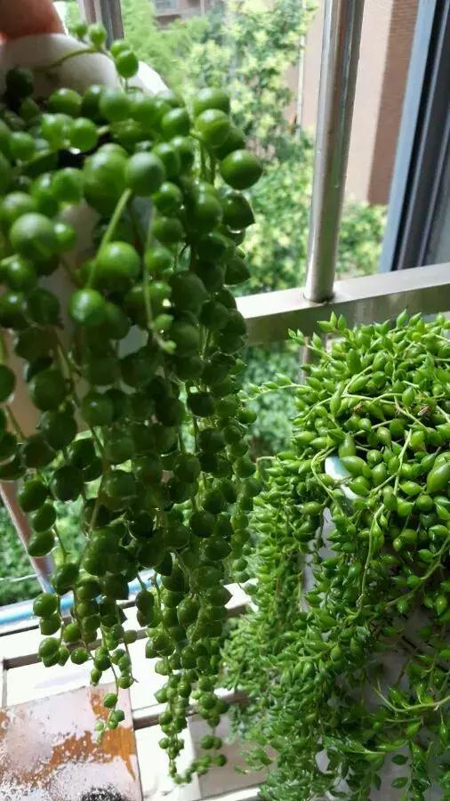 吊兰多肉养护技巧和方法,吊兰多肉的养殖方法和注意事项