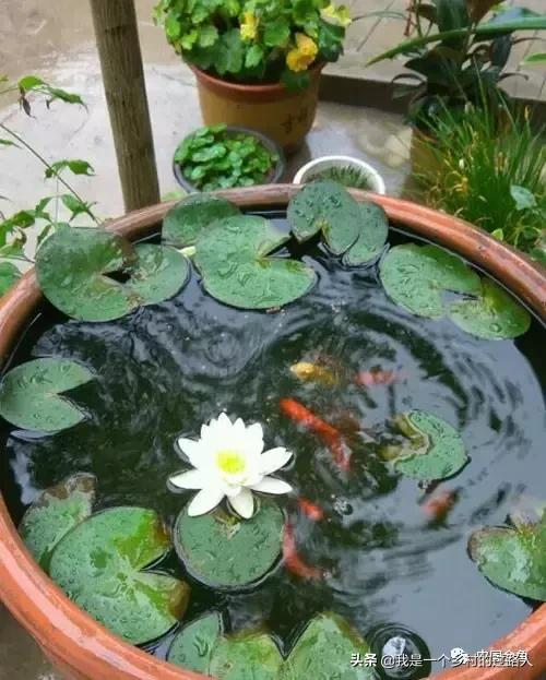 老北京古法养鱼盆,古法养鱼盆推荐