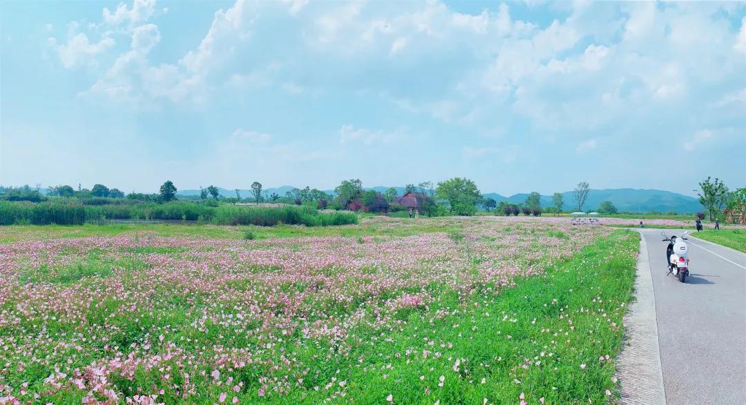 美美美！余杭七大花海组团来袭，遍地繁花好似人间仙境