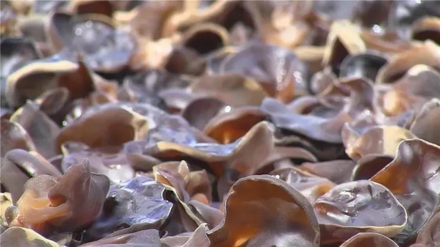 柞水黑木耳东方甄选,柞水黑木耳